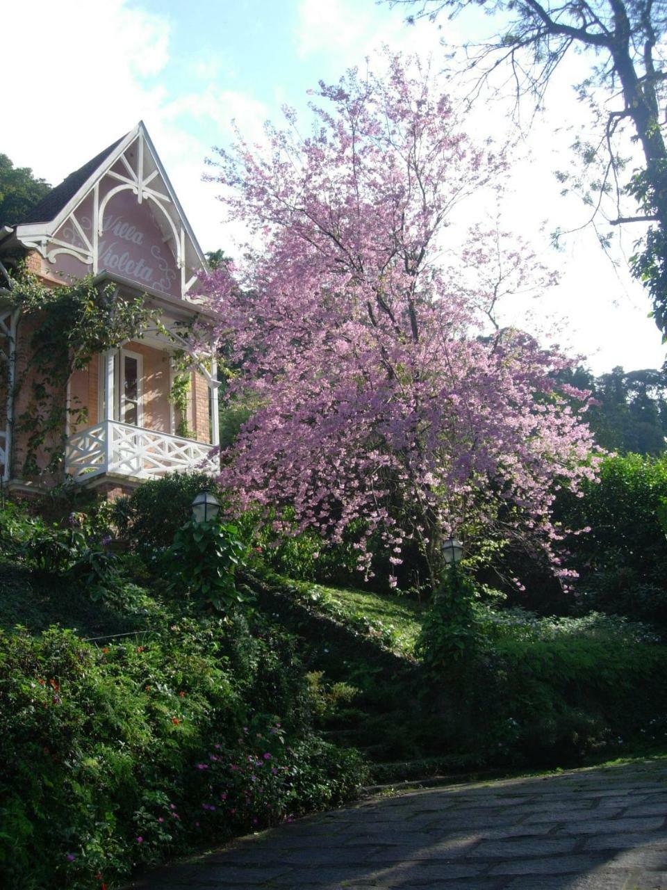 Violeta Petropolis (Rio de Janeiro)