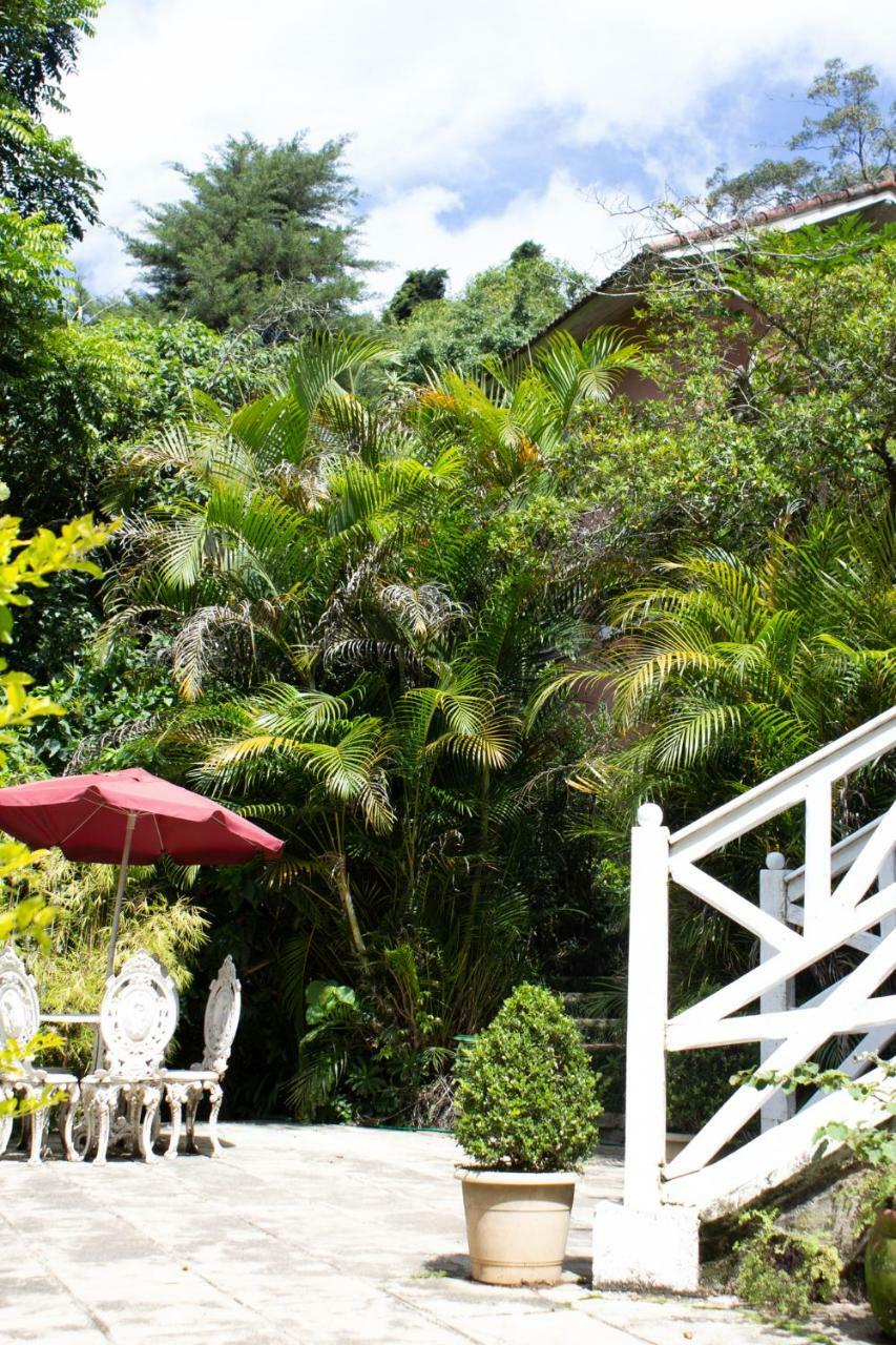 Violeta * Petropolis (Rio de Janeiro)